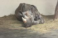Loomaaias avatakse ninasarvikute ekspositsioon