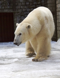 Rahvusvaheline jääkarupäev Tallinna loomaaias