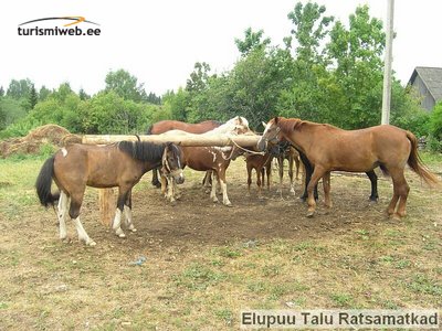 10/10 Elupuu Farm Horseback Hikes