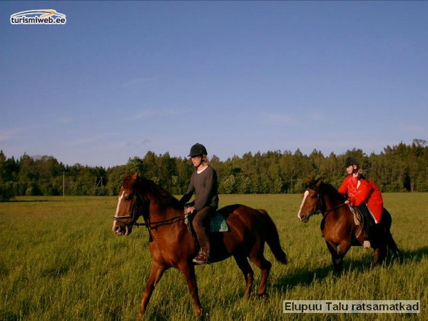 3/10 Elupuu Farm Horseback Hikes