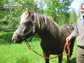 13/13 Kassari Horse Riding Hikes