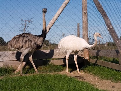 3/14 Ostrich Farm Of Sassi Farm