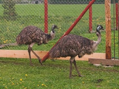 2/14 Ostrich Farm Of Sassi Farm