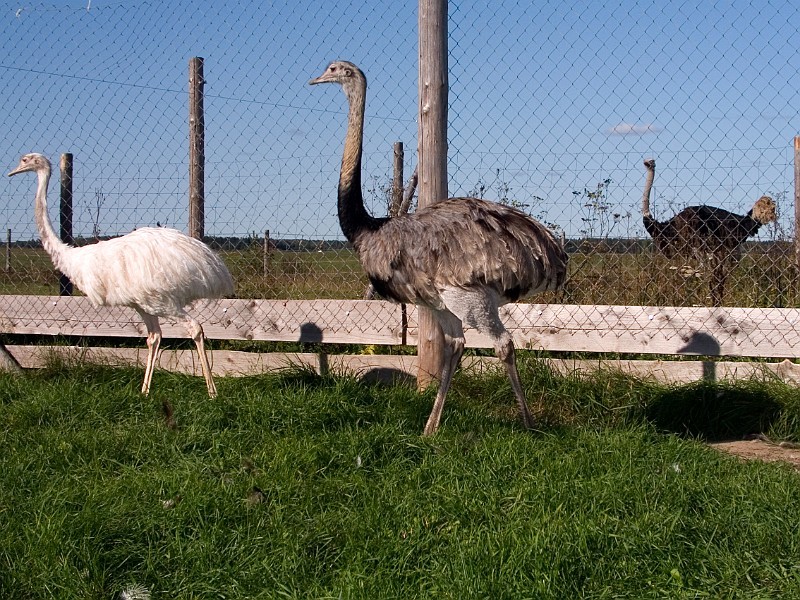 6/14 Ostrich Farm Of Sassi Farm