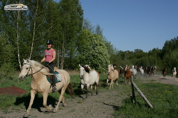7/10 Tihuse TihuseHorse-Riding & Tourism Farm