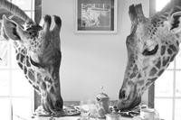 Giraffe manor - hommikusöök koos kaelkirjakutega