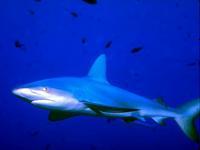 Sukeldumiskuurorti surmajuhtumis kahtlustatakse haid